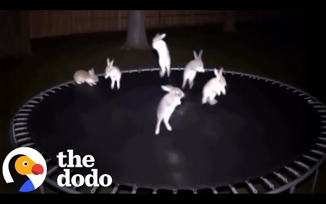 Animals jumping